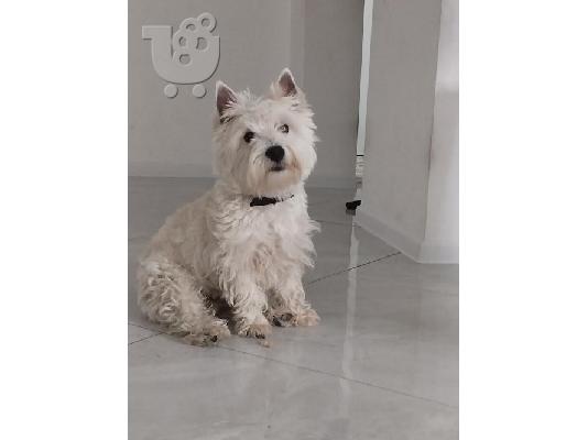 PoulaTo: Αρσενικό Westie terrier
